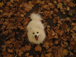 Picture: Maki at Hyde Park, WA